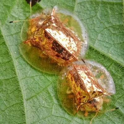 golden-beetles